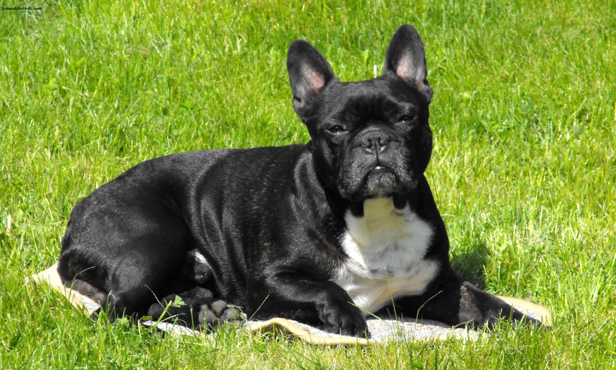 Black and White French bulldog sitting in green grass