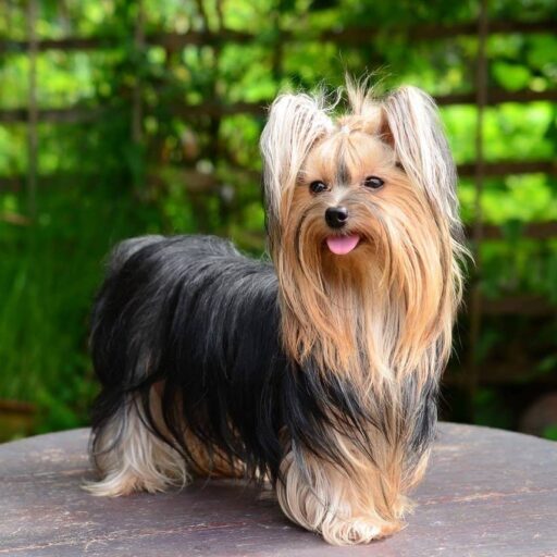 Yorkshire terrier standing on table posing for picture