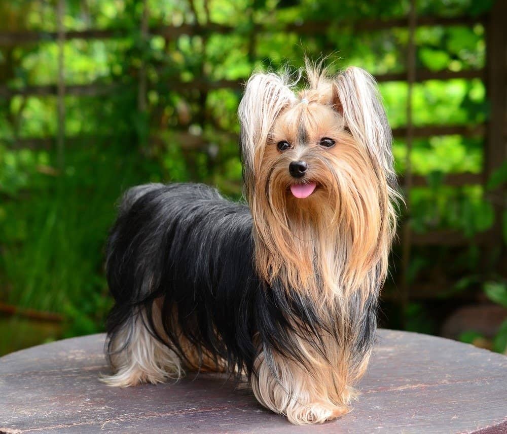 Yorkshire terrier standing on table posing for picture